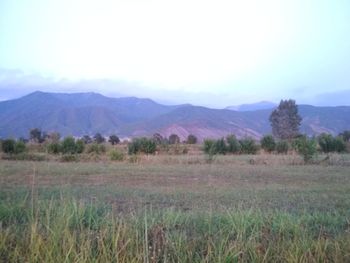 Scenic view of field against sky