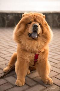 Close-up of dog