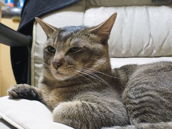 Close-up portrait of cat sitting