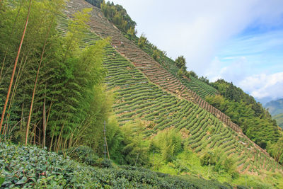 Scenic view of terraced field