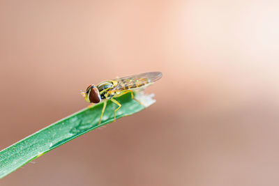 The housefly is a fly of the suborder cyclorrhapha. musca domestica