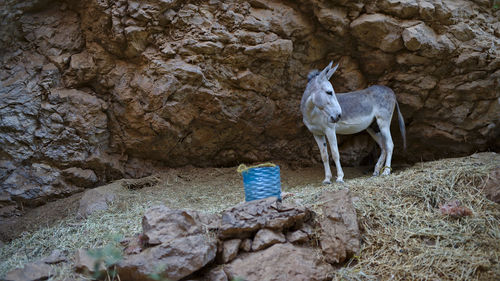 View of white drinking water from rock