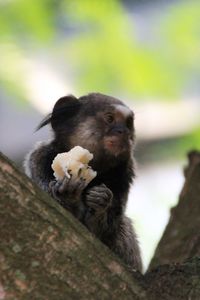 Monkeys sitting on tree and eating banana 