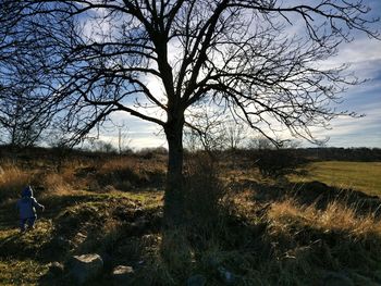 Bare tree on field against sky