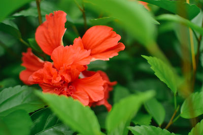 Close-up of red hibiscus blooming outdoors