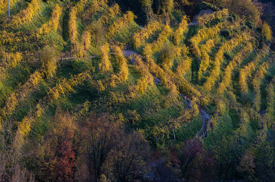 Full frame shot of plants