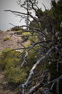 Trees growing on field against sky