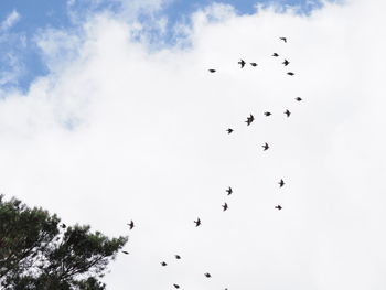 Low angle view of birds flying in sky