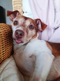 Portrait of dog in basket at home