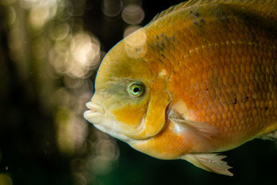 Close-up of fish swimming in sea