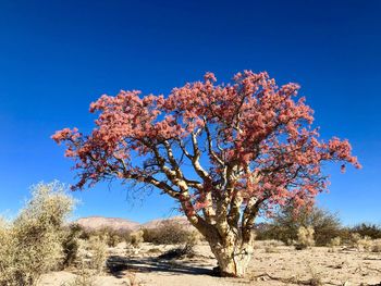 Low angle view of flowering tree on field against clear blue sky
