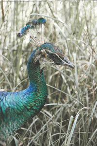 Close-up of peacock