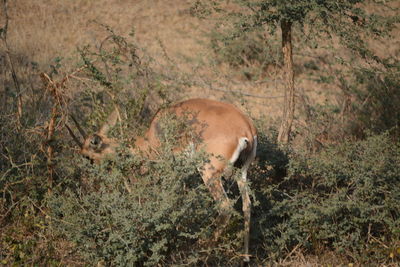 Antelope deer