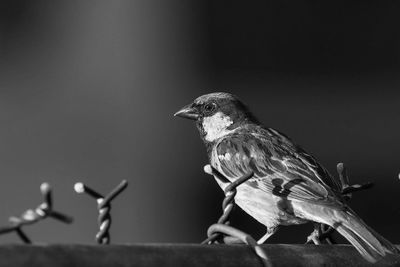 Close-up of birds perching on leaf