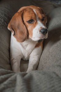 Beagle dog lying on a pillow, sleeping, sad, funny face, big ears.