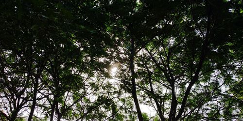 Low angle view of sunlight streaming through trees in forest