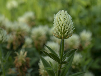 Close-up of flowering plant