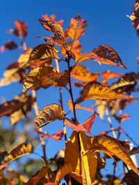 Close-up of autumnal leaves