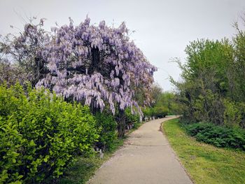 View of flowering trees by road against sky