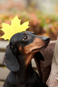 Human hands hold autumn yellow maple leaves near the head of a dachshund dog