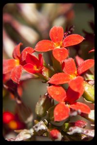 Close-up of red flowers