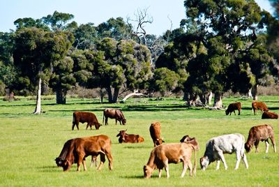 Cows grazing on grassy field