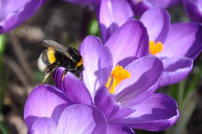 Close-up of bee pollinating on purple flower