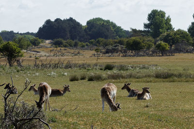 Horses in a field