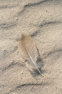 High angle view of feather on sand