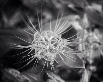 Close-up of plant against blurred background