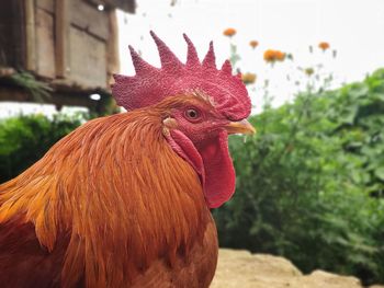 Close-up of rooster