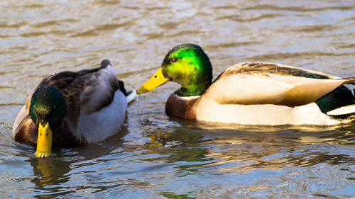 Close-up of duck swimming in lake