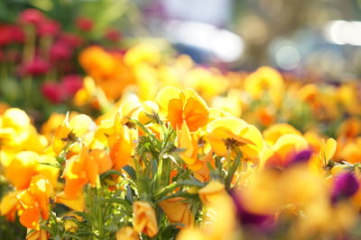 Close-up of yellow flowering plants on field