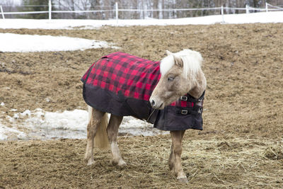 Side view of handsome pale brown pony with white mane wearing checkered blanket