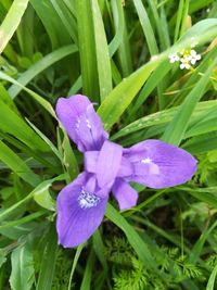 Close-up of flower blooming outdoors