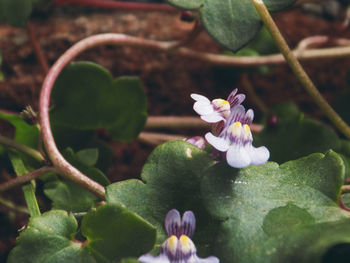 Close-up of pink flowers blooming outdoors