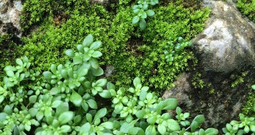 Close-up of fresh green plants