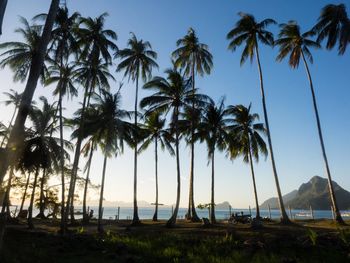 Coconut palm trees at beach