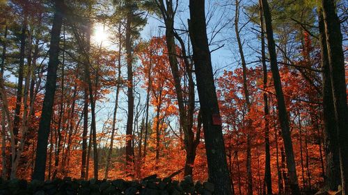 Scenic view of forest at sunset