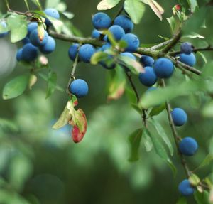 Close-up of berries growing on tree