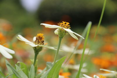 Close-up of white flowering plant