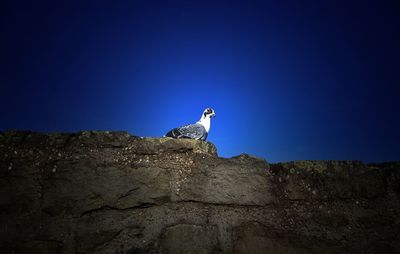 Low angle view of bird on rock against clear blue sky