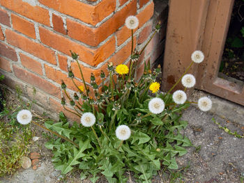 Close-up of flowers growing on brick wall