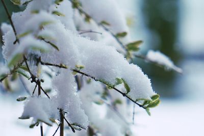 Close-up of frozen plant during winter