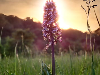 Close-up of flowering plants on field against sky during sunset