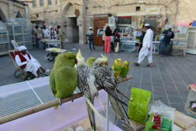 View of birds perching on sidewalk in city