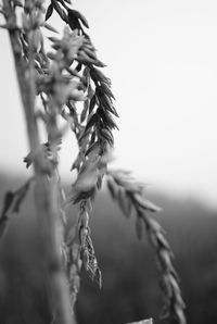 Close-up of plant against blurred background