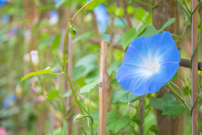 Close-up of purple flowering plant