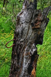 Close-up of tree trunk in forest