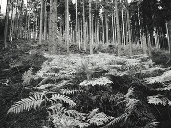 Trees growing on field in forest